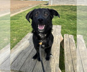 Labrador Retriever-Unknown Mix Dogs for adoption in Evansville, IN, USA