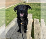 Small Labrador Retriever Mix