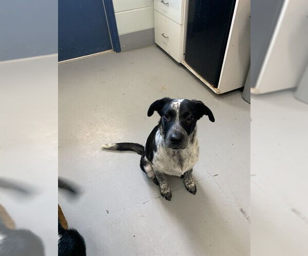 Medium Photo #1 Mutt Puppy For Sale in Corpus Christi, TX, USA