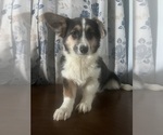 Small #50 Aussie-Corgi