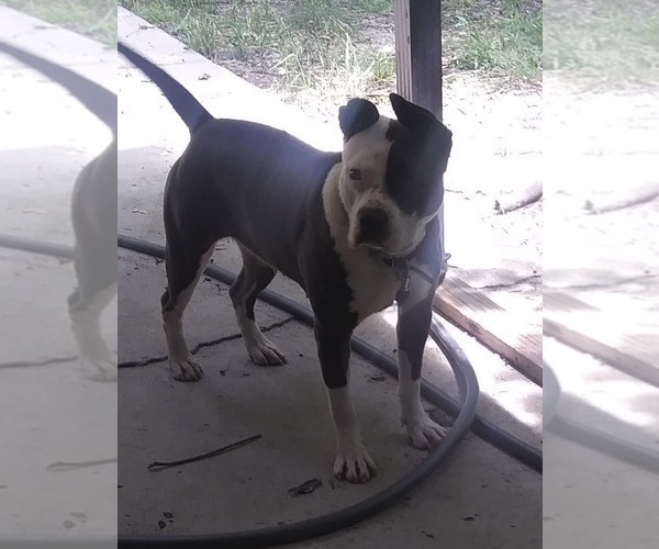 Medium Photo #7 American Bulldog Puppy For Sale in MACON, GA, USA