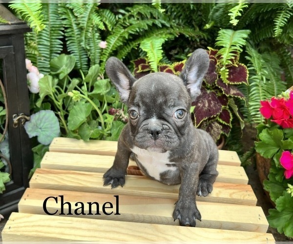 Medium Photo #1 French Bulldog Puppy For Sale in AVERY, TX, USA