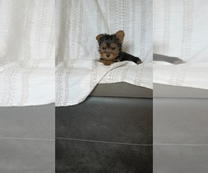 Medium Yorkshire Terrier