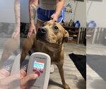 Small #1 Labrador Retriever Mix