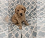 Small #4 Goldendoodle