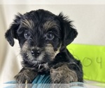 Small Photo #3 YorkiePoo Puppy For Sale in ROCK HILL, SC, USA