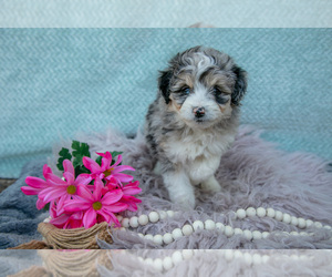 Medium Aussiedoodle Miniature 