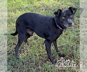 Mutt Dogs for adoption in Irvine, CA, USA