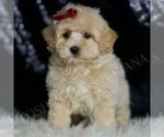Small Photo #11 Maltipoo (Miniature) Puppy For Sale in WARSAW, IN, USA