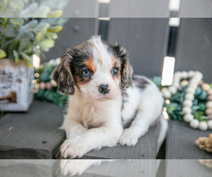 Cavalier King Charles Spaniel Puppy for sale in MILLERSBURG, OH, USA