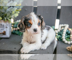 Small Cavalier King Charles Spaniel