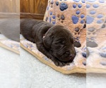 Small #7 Labrador Retriever