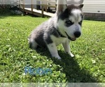 Small Photo #9 Siberian Husky Puppy For Sale in WASHBURN, WI, USA