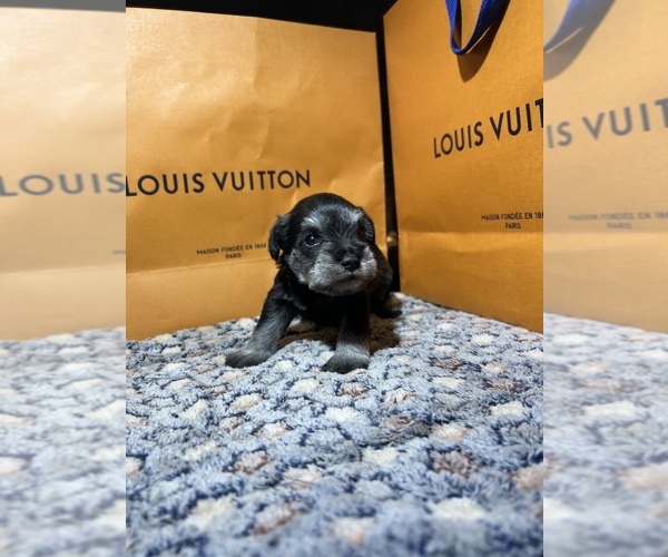 Medium Photo #6 Schnauzer (Miniature) Puppy For Sale in HOUSTON, TX, USA