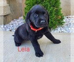 Puppy Leia AKC Englis Labrador Retriever