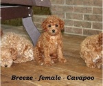 Small #3 Cavapoo