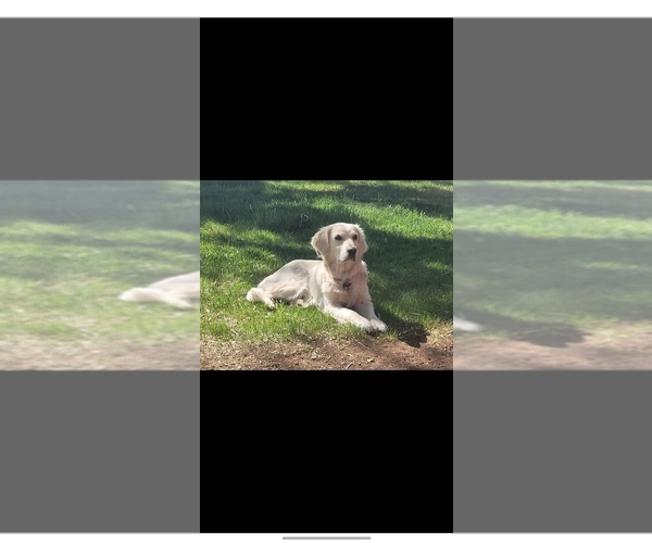 Medium Photo #1 English Cream Golden Retriever Puppy For Sale in CORTEZ, CO, USA