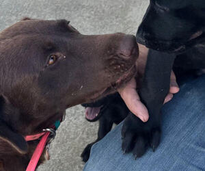 Mother of the Labrador Retriever puppies born on 05/21/2025