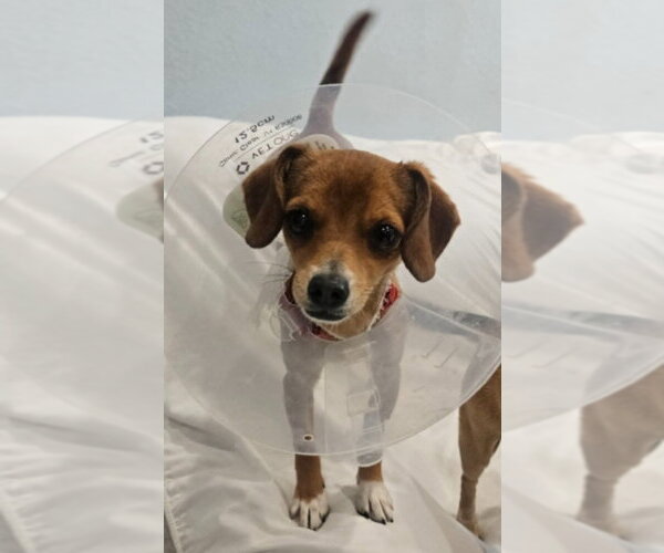 Medium Photo #3 Chihuahua Puppy For Sale in Lakewood, CO, USA