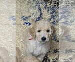 Small Photo #2 Goldendoodle Puppy For Sale in BATTLE GROUND, WA, USA