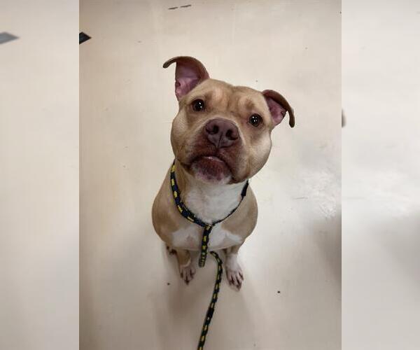 Medium Photo #1 American Pit Bull Terrier Puppy For Sale in Center Township, PA, USA