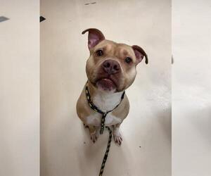 American Pit Bull Terrier Dogs for adoption in Center Township, PA, USA