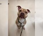 Small American Pit Bull Terrier