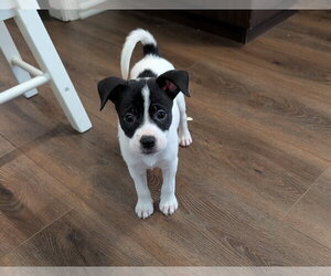 Boxer-Unknown Mix Dogs for adoption in The Woodlands, TX, USA