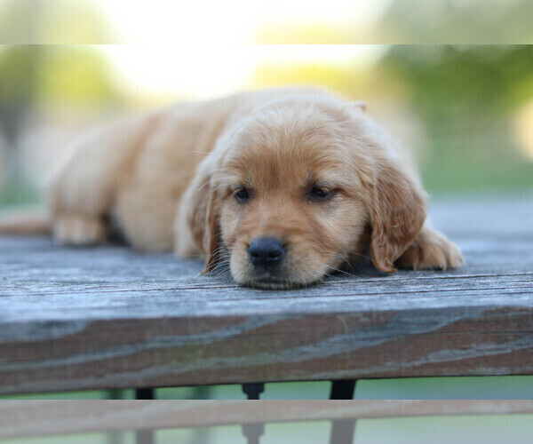 Medium Photo #5 Golden Retriever Puppy For Sale in FREDONIA, KY, USA