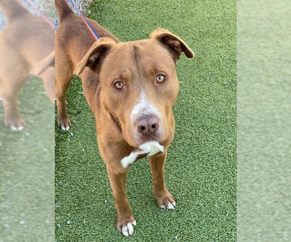 Medium Photo #1 Mutt Puppy For Sale in Fayetteville, NC, USA