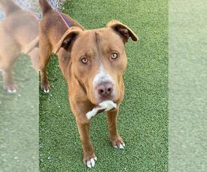 Mutt Dogs for adoption in Fayetteville, NC, USA