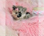 Small #5 Pomeranian