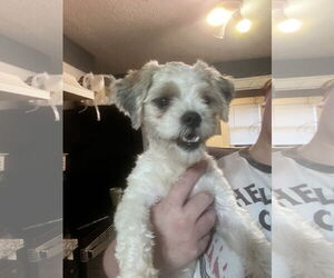 Shih Tzu-Unknown Mix Dogs for adoption in Grafton, WI, USA