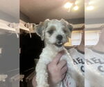 Small Shih Tzu Mix