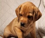 Small Photo #47 Labrador Retriever Puppy For Sale in BUFFALO, NY, USA