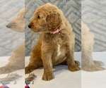 Small #6 Goldendoodle
