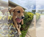 Small #1 Labrador Retriever Mix