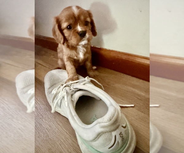 Medium Photo #3 Cavalier King Charles Spaniel Puppy For Sale in KANSAS CITY, MO, USA
