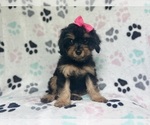Small #1 Cavapoo