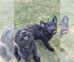 Small #2 German Shepherd Dog