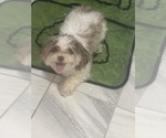 Small Shorkiepoo
