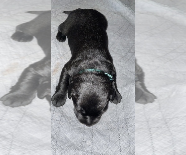 Medium Photo #14 Labrador Retriever Puppy For Sale in CORAL SPRINGS, FL, USA