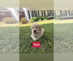 Small #11 Golden Retriever