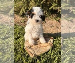 Small #3 Bernedoodle (Miniature)