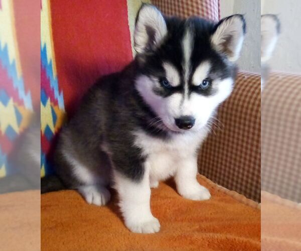 Medium Photo #10 Siberian Husky Puppy For Sale in LITTLETON, ME, USA