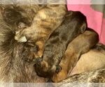Small Photo #7 Mastiff Puppy For Sale in CYPRESS, TX, USA