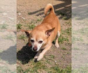 Chihuahua-Unknown Mix Dogs for adoption in Plano, TX, USA