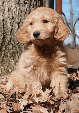 Medium Photo #4 Golden Retriever-Poodle (Toy) Mix Puppy For Sale in WARSAW, IN, USA