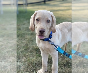 Labrador Retriever Puppy for sale in LIBERTY TWP, OH, USA