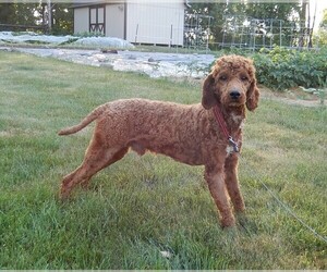 Father of the Goldendoodle puppies born on 01/15/2025
